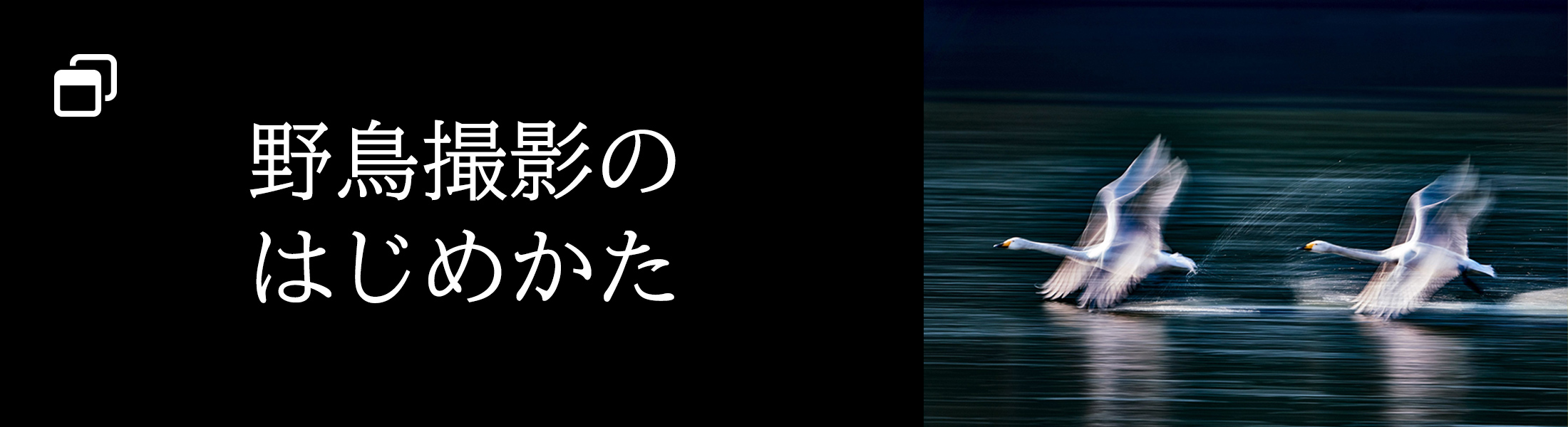 野鳥撮影のはじめかた