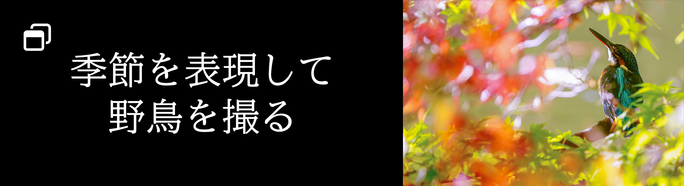 季節を表現して野鳥を撮る