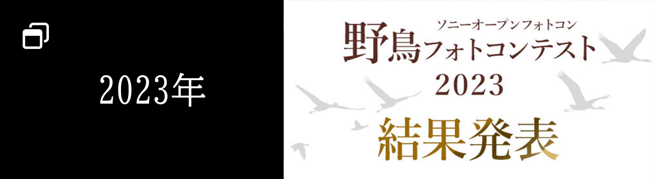 2023年の野鳥コンテスト