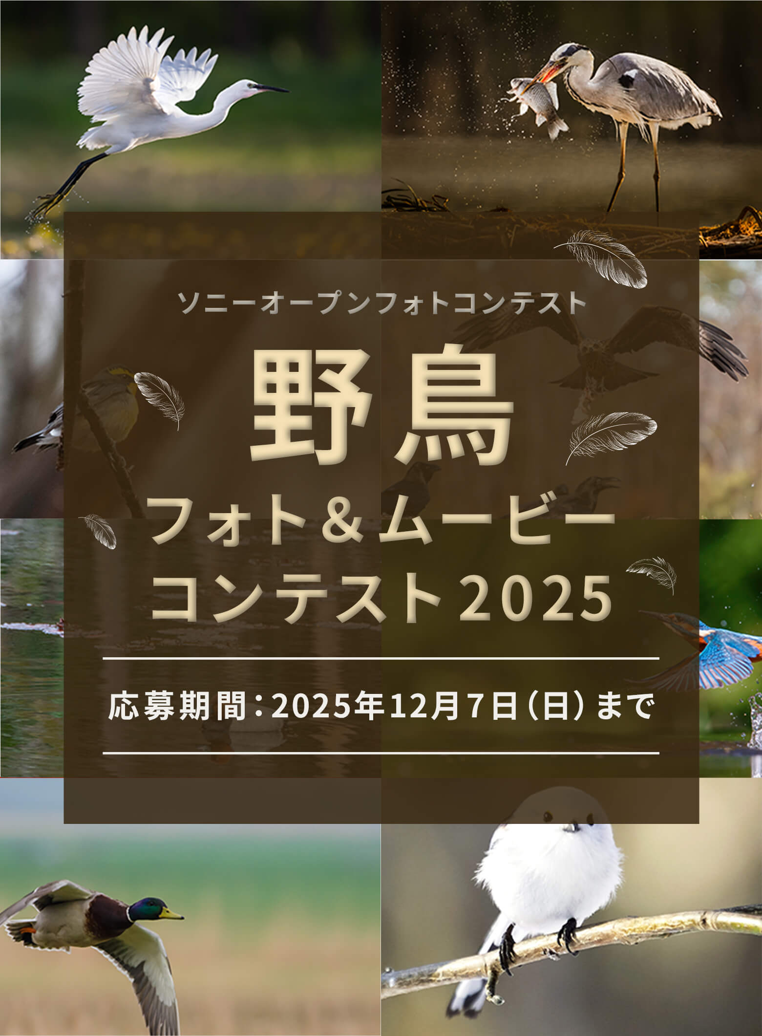 野鳥フォト&ムービーコンテスト2025 [ソニーマーケティング主催] 応募期間 2025年10月30日（木）～2025年12月7日（日）