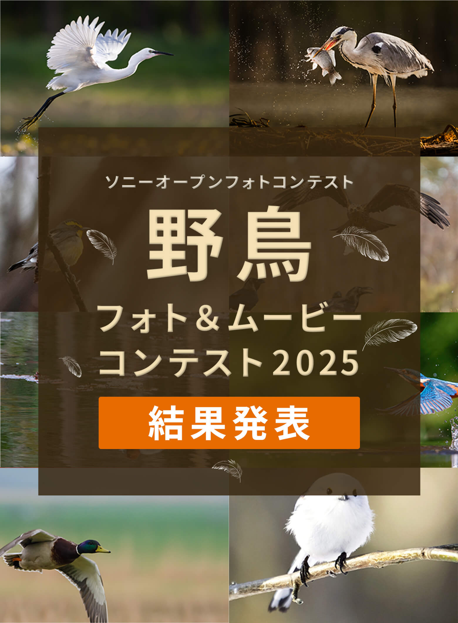 野鳥フォトコンテスト2025 結果発表