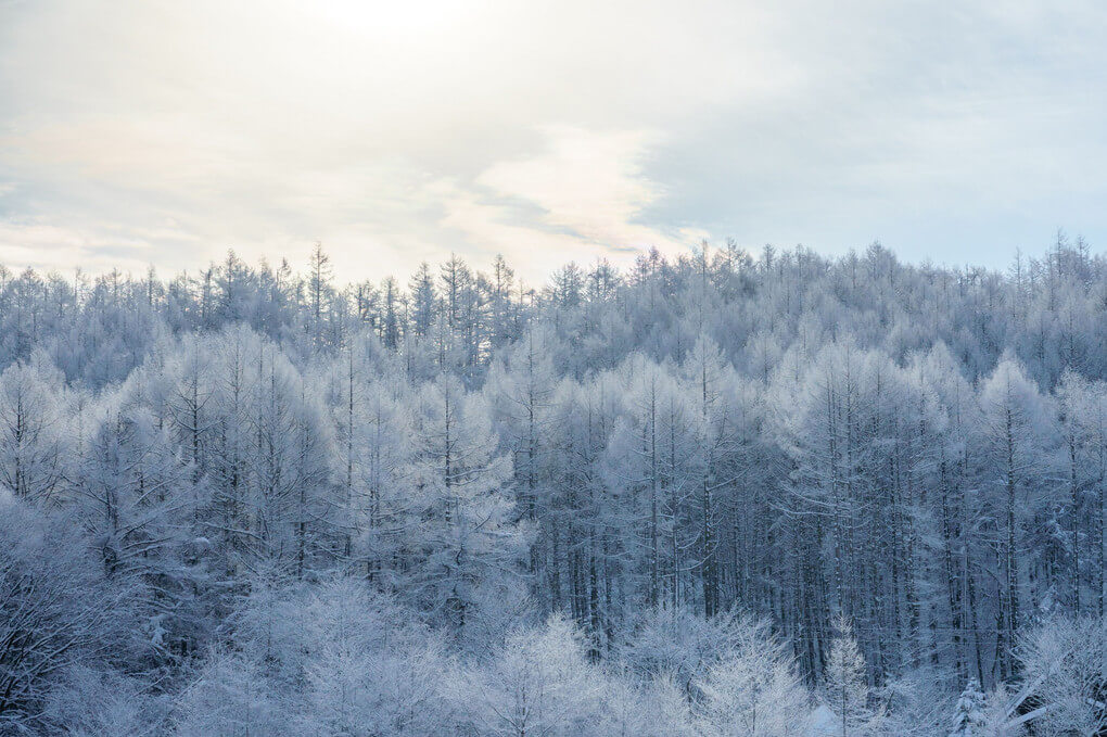 『冬の森』鮎の塩焼きさん