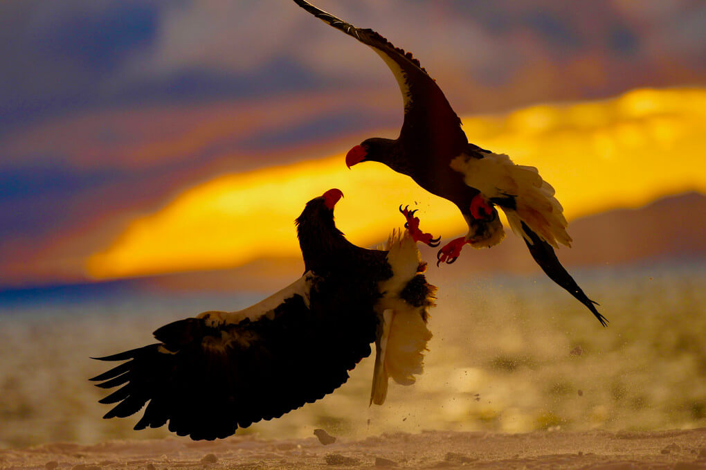 『BATTLE OF EAGLE』イマヒデさん