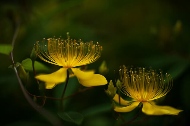 『森の妖精たち』pineさん