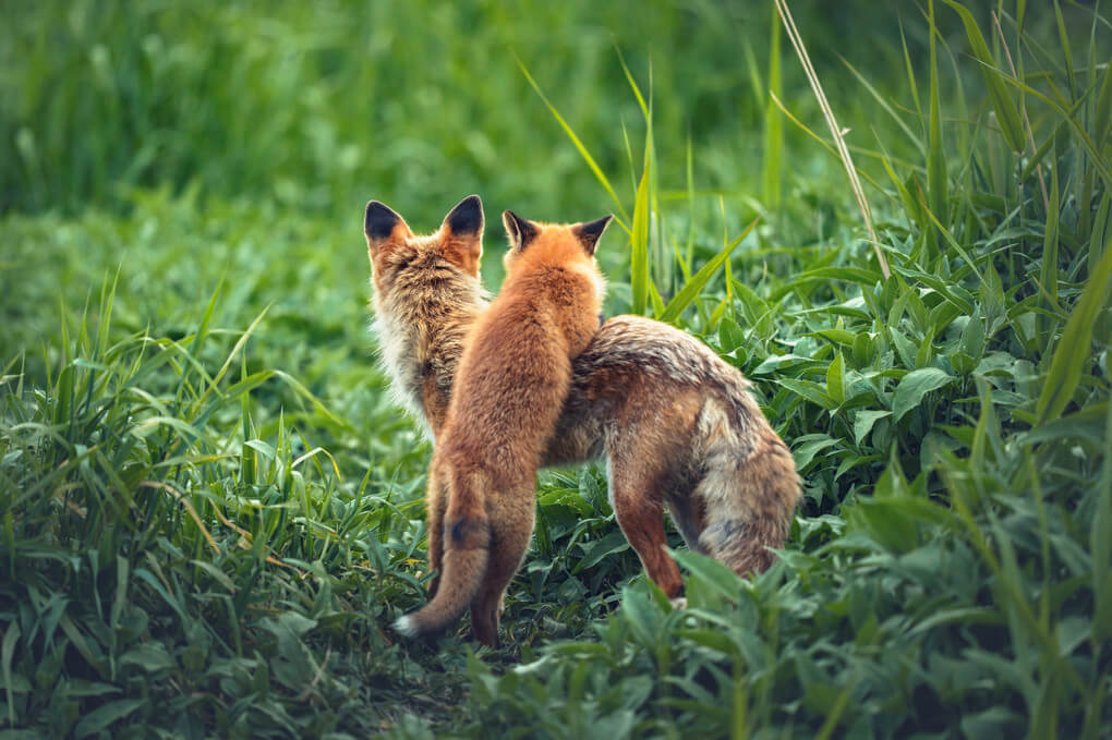 『親子』modeさん