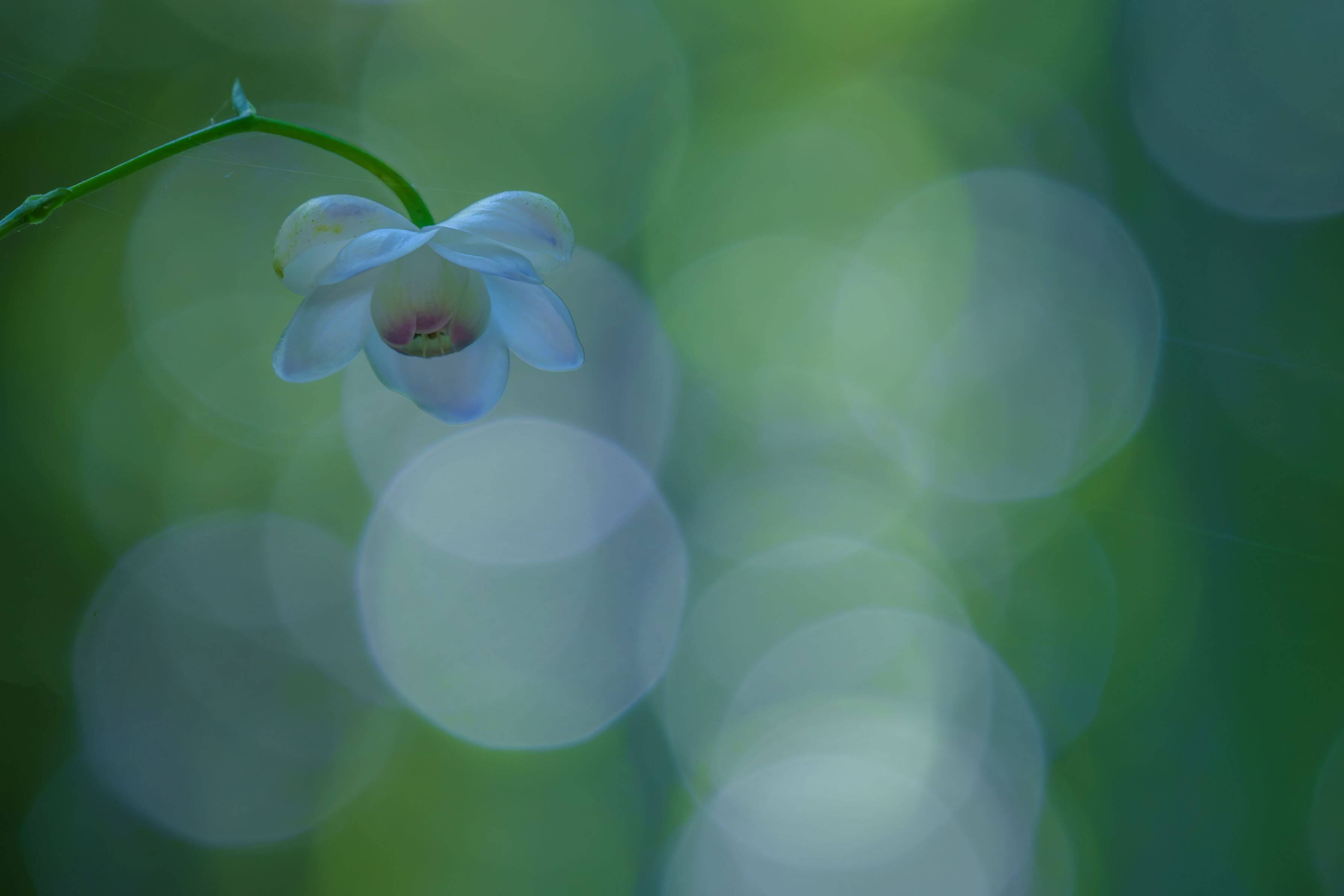 『～森の妖精さんとの出会い！～』ひなたけさん