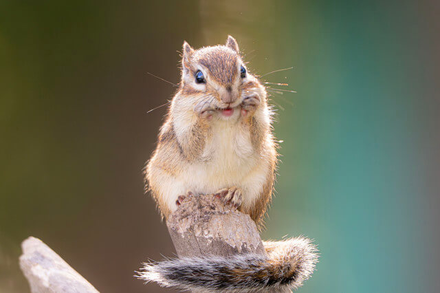 『可愛く撮ってよ！』冬のレッサーパンダさん