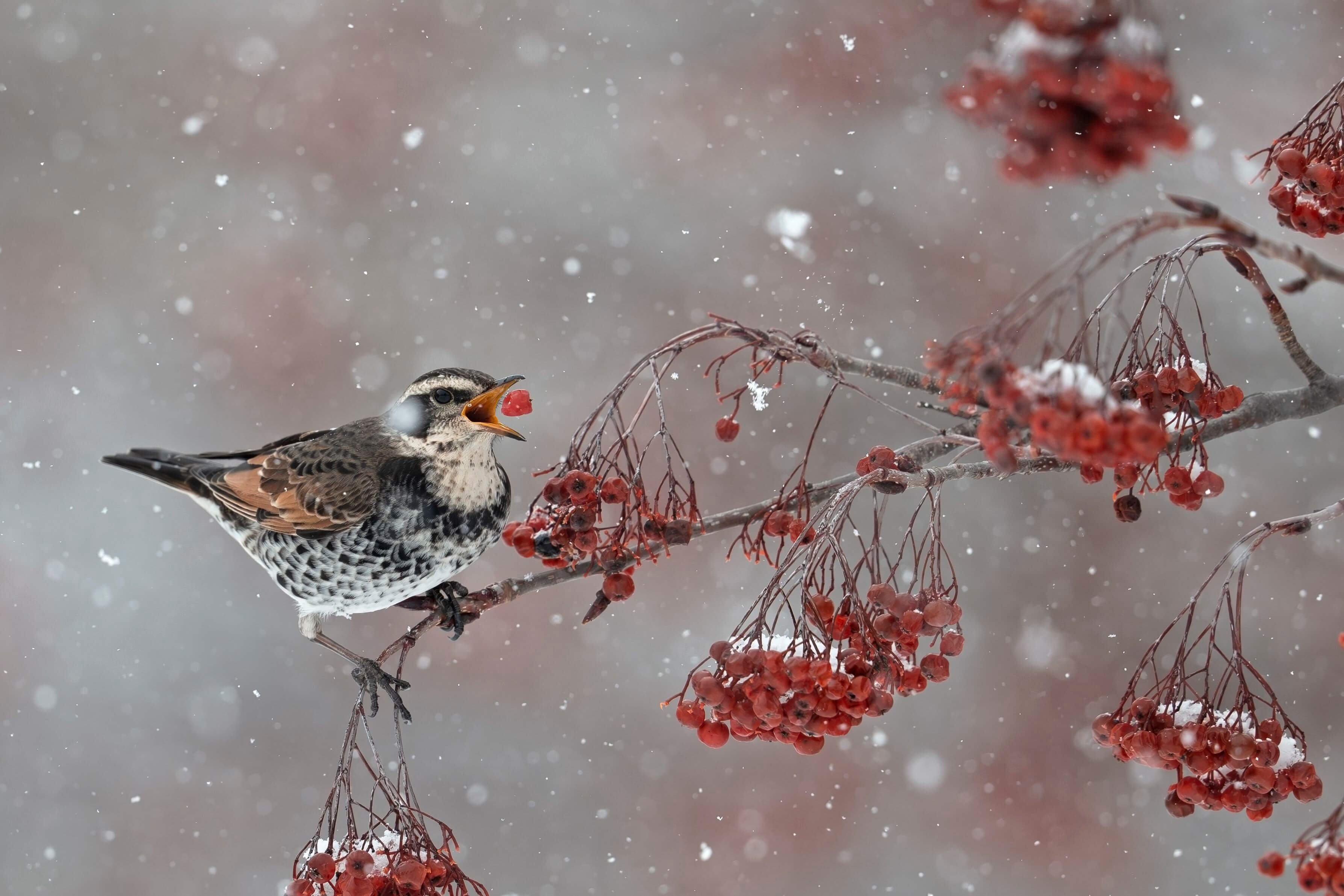 『コントラスト』Aman-0さん