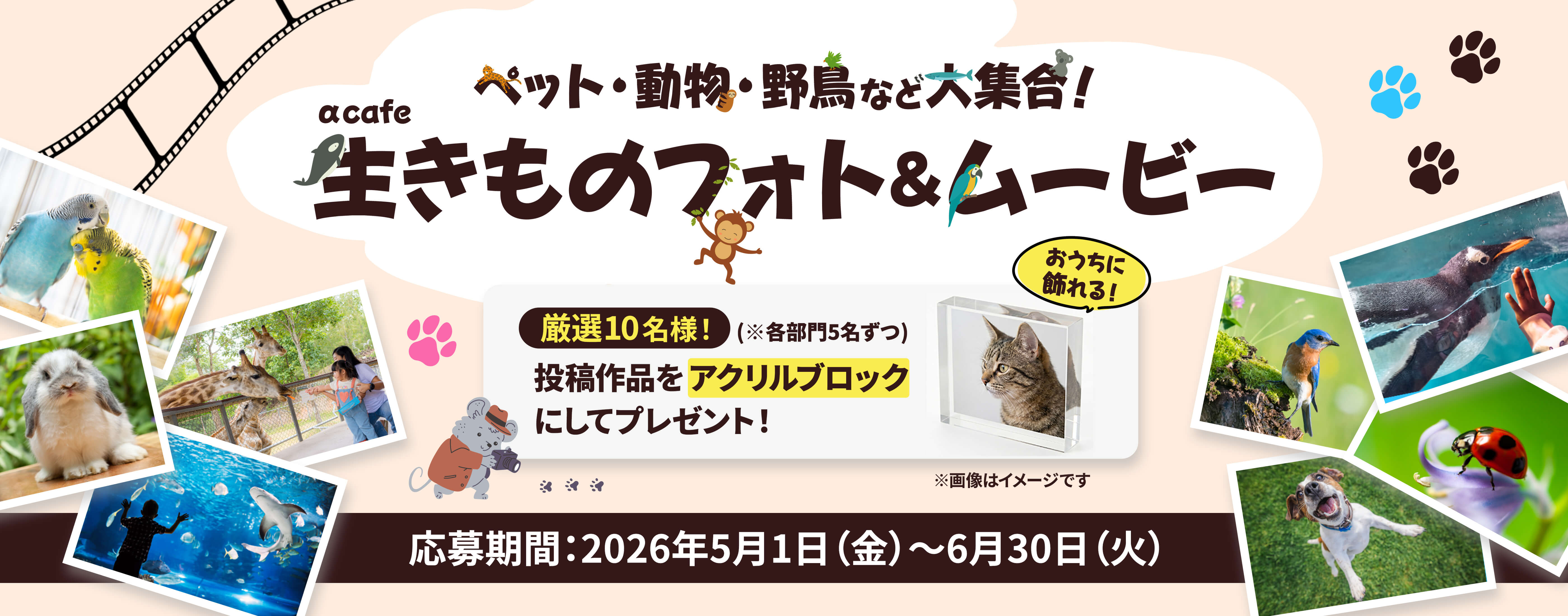 「ペット・動物・野鳥など大集合！αcafe 生きものフォト＆ムービー」のキービジュアル画像