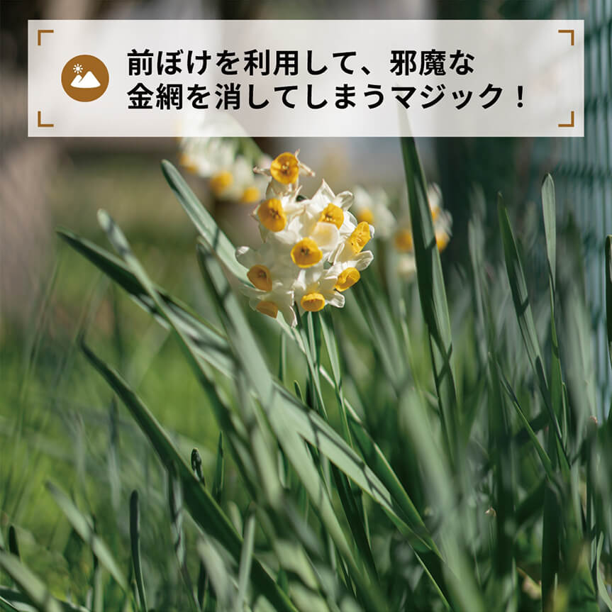 前ぼけを利用して、邪魔な
金網を消してしまうマジック！