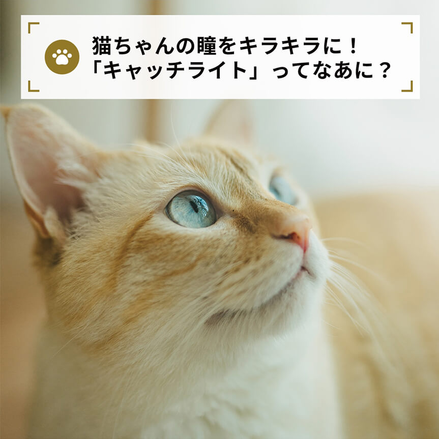 猫ちゃんの瞳をキラキラに！
「キャッチライト」ってなあに？
