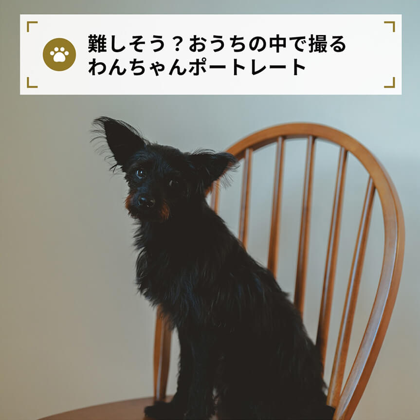 難しそう？おうちの中で撮る
わんちゃんポートレート