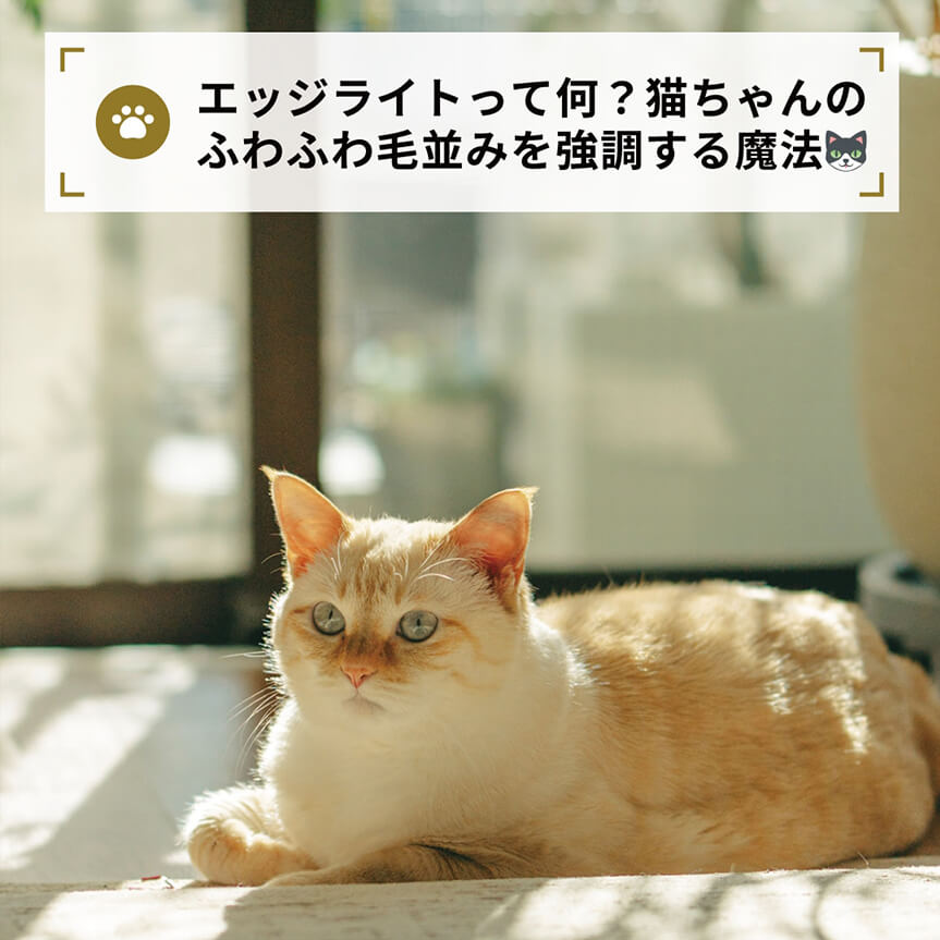 エッジライトって何？猫ちゃんの
ふわふわ毛並みを強調する魔法🐱