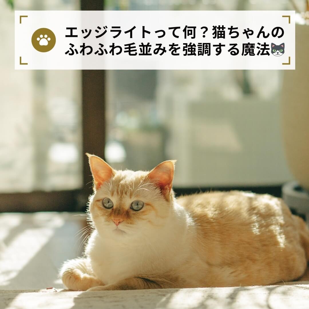 エッジライトって何?猫ちゃんのふわふわ毛並みを強調する魔法🐱