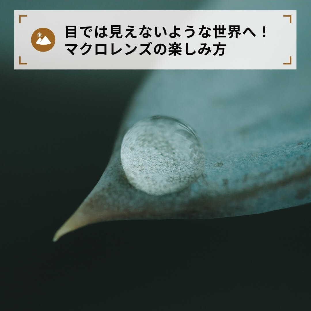 目では見えないような世界へ!マクロレンズの楽しみ方