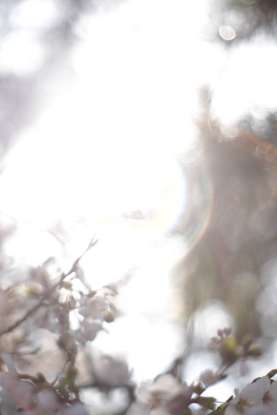 『光過ぎ注意』たかとさん