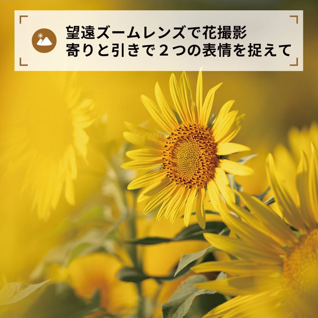 望遠ズームレンズで花撮影寄りと引きで２つの表情を捉えて
